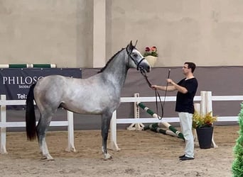 Polski koń szlachetny półkrwi, Wałach, 5 lat, 170 cm, Siwa