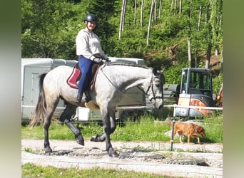 Polski koń szlachetny półkrwi, Wałach, 6 lat, 157 cm, Karosiwa