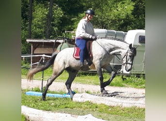 Polski koń szlachetny półkrwi, Wałach, 6 lat, 157 cm, Karosiwa