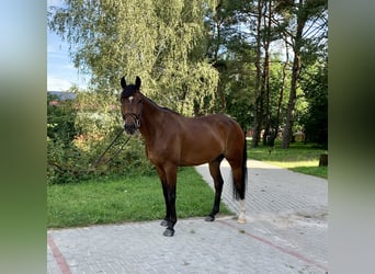 Polski koń szlachetny półkrwi, Wałach, 6 lat, 162 cm, Gniada