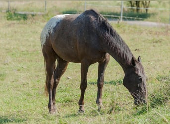 Polski koń szlachetny półkrwi, Wałach, 6 lat, 175 cm, Tarantowata