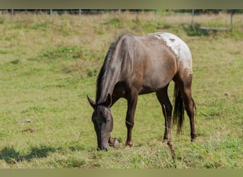 Polski koń szlachetny półkrwi, Wałach, 6 lat, 175 cm, Tarantowata