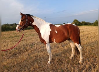 Polski koń szlachetny półkrwi, Wałach, 7 lat, 165 cm, Srokata