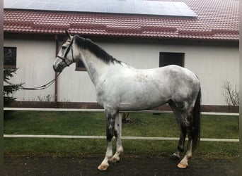 Polski koń szlachetny półkrwi, Wałach, 7 lat, 167 cm, Siwa