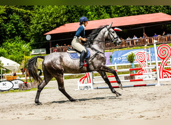 Polski koń szlachetny półkrwi, Wałach, 7 lat, 180 cm, Siwa