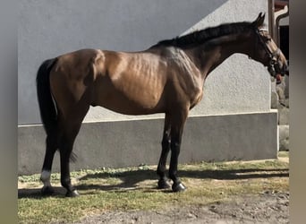 Polski koń szlachetny półkrwi, Wałach, 8 lat, 168 cm, Gniada