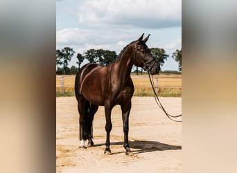 Polski koń szlachetny półkrwi, Wałach, 8 lat, 168 cm, Kara