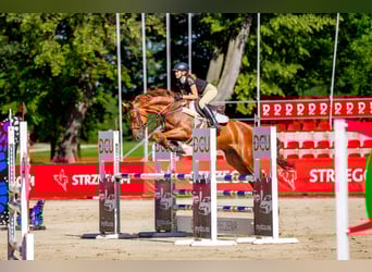Polski koń szlachetny półkrwi, Wałach, 9 lat, 162 cm, Kasztanowata