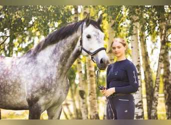 Polski koń szlachetny półkrwi, Wałach, 9 lat, 165 cm, Siwa
