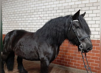 Polski koń zimnokrwisty, Klacz, 10 lat, 150 cm, Kara