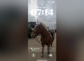 Polski koń zimnokrwisty, Klacz, 10 lat, 150 cm, Kasztanowata