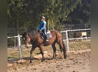 Polski koń zimnokrwisty Mix, Klacz, 10 lat, 160 cm, Gniada