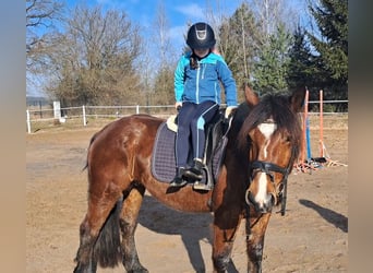 Polski koń zimnokrwisty Mix, Klacz, 10 lat, 160 cm, Gniada