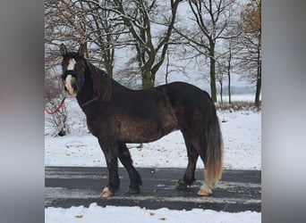 Polski koń zimnokrwisty, Klacz, 11 lat, 156 cm, Ciemnokasztanowata