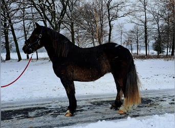 Polski koń zimnokrwisty, Klacz, 11 lat, 156 cm, Ciemnokasztanowata