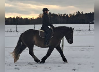 Polski koń zimnokrwisty, Klacz, 11 lat, 156 cm, Ciemnokasztanowata
