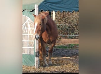 Polski koń zimnokrwisty, Klacz, 11 lat, 160 cm, Jasnogniada