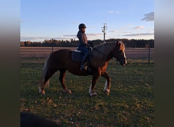 Polski koń zimnokrwisty, Klacz, 11 lat, 162 cm, Ciemnokasztanowata