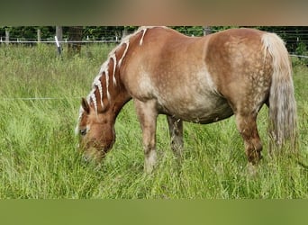 Polski koń zimnokrwisty, Klacz, 12 lat, 159 cm, Jasnogniada