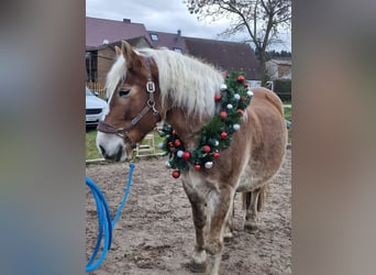 Polski koń zimnokrwisty, Klacz, 12 lat, 159 cm, Jasnogniada