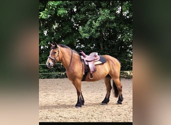 Polski koń zimnokrwisty, Klacz, 12 lat, 160 cm, Gniada