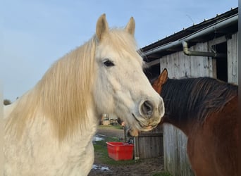 Polski koń zimnokrwisty, Klacz, 13 lat, 156 cm, Siwa