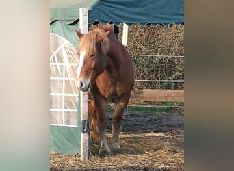 Polski koń zimnokrwisty, Klacz, 13 lat, 160 cm, Kasztanowata
