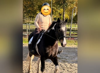 Polski koń zimnokrwisty, Klacz, 13 lat, 160 cm, Srokata