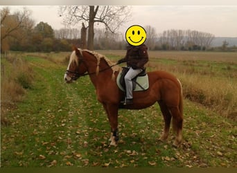 Polski koń zimnokrwisty, Klacz, 13 lat, 165 cm, Kasztanowata