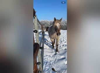 Polski koń zimnokrwisty Mix, Klacz, 15 lat, 163 cm, Tarantowata