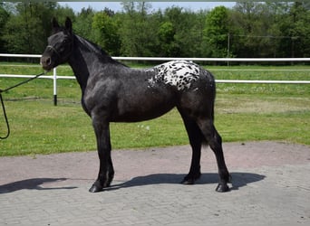 Polski koń zimnokrwisty Mix, Klacz, 1 Rok, 155 cm, Tarantowata