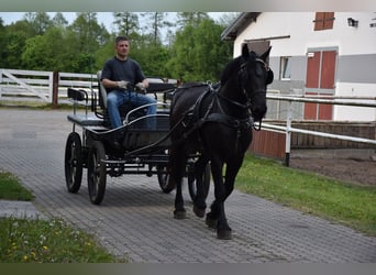 Polski koń zimnokrwisty Mix, Klacz, 3 lat, 155 cm, Kara