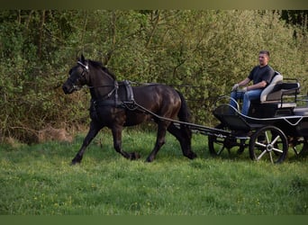 Polski koń zimnokrwisty Mix, Klacz, 3 lat, 155 cm, Kara