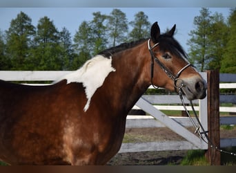Polski koń zimnokrwisty, Klacz, 3 lat, 160 cm, Srokata