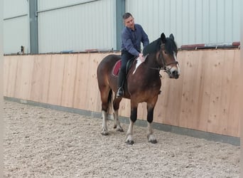 Polski koń zimnokrwisty, Klacz, 3 lat, 160 cm, Srokata