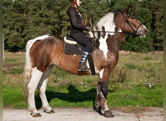Polski koń zimnokrwisty, Klacz, 3 lat, 160 cm, Srokata