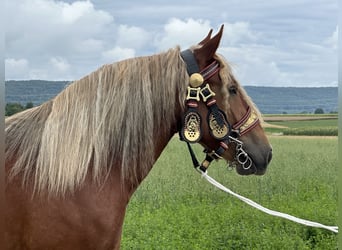 Polski koń zimnokrwisty, Klacz, 3 lat, 164 cm, Ciemnokasztanowata