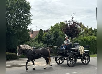 Polski koń zimnokrwisty Mix, Klacz, 4 lat, 150 cm, Ciemnokasztanowata