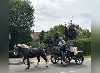 Polski koń zimnokrwisty Mix, Klacz, 4 lat, 150 cm, Ciemnokasztanowata