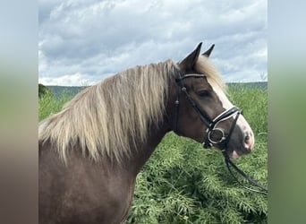 Polski koń zimnokrwisty Mix, Klacz, 4 lat, 150 cm, Ciemnokasztanowata