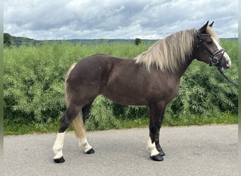 Polski koń zimnokrwisty Mix, Klacz, 4 lat, 150 cm, Ciemnokasztanowata