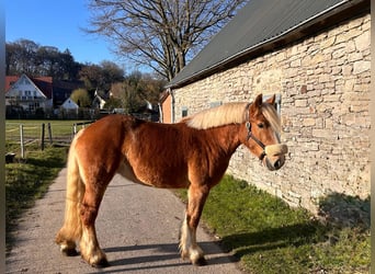 Polski koń zimnokrwisty, Klacz, 4 lat, 155 cm, Kasztanowata