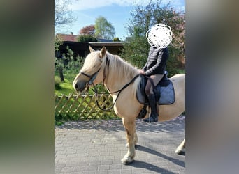 Polski koń zimnokrwisty, Klacz, 4 lat, 160 cm, Izabelowata