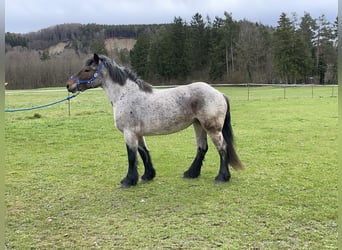 Polski koń zimnokrwisty, Klacz, 4 lat, 160 cm, Kasztanowatodereszowata