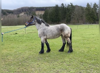 Polski koń zimnokrwisty, Klacz, 4 lat, 160 cm, Kasztanowatodereszowata