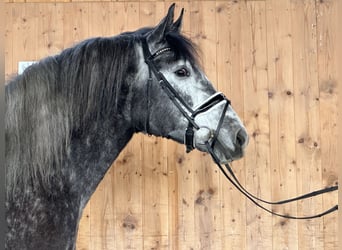 Polski koń zimnokrwisty, Klacz, 4 lat, 160 cm, Siwa jabłkowita