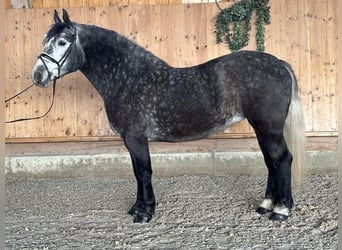 Polski koń zimnokrwisty, Klacz, 4 lat, 160 cm, Siwa jabłkowita