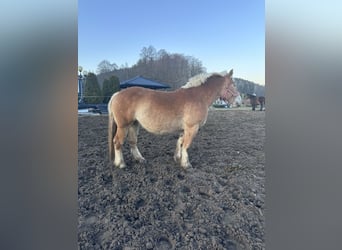 Polski koń zimnokrwisty, Klacz, 4 lat, 164 cm, Kasztanowata
