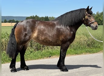 Polski koń zimnokrwisty, Klacz, 4 lat, 166 cm, Ciemnogniada