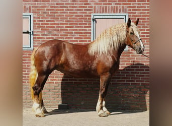 Polski koń zimnokrwisty, Klacz, 4 lat, 166 cm